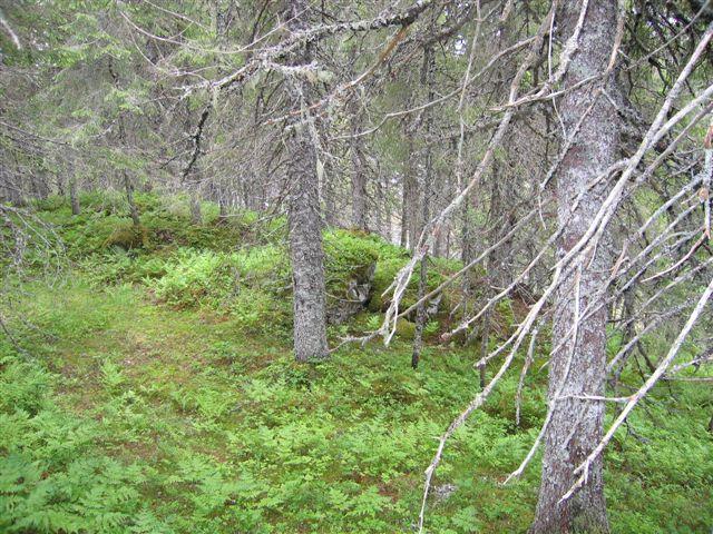 Klepsland Typisk skogbilde i granskog: ensaldret