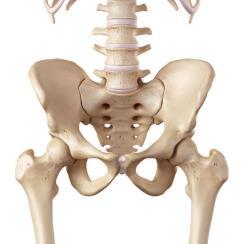 Bekken Består av 3 deler: 2 hoftebein (os coxae) og korsben (os sacrum).