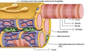 post-synaptisk membran på muskelcellen. 3.