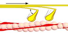 Myosinhodet dreies, og filamentene glir i forhold til hverandre.