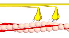 ATP binder seg til myosinhodet, bryter bindingen mellom aktin og myosin og retter opp