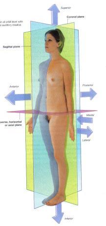 Plan og retninger Medialplan (sagitalplan); deler kropp i venstre - høyre Frontalplan; bakre, fremre del Transversalplan; øvre, nedre del Dorsal og ventral (anterior); bakre, fremre Proksimal og