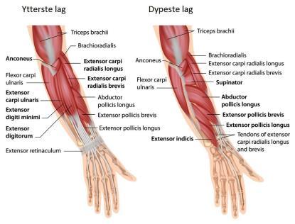 Viser både biceps og triceps Lateralt Posteriort Muskler som