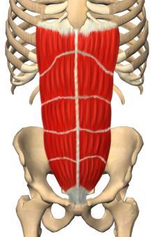 Erector Erector spinae (ryggstrekkerne) Utspring/feste: Fra hoftebenet og de nedre ryggtaggene til ribbene og de øvre ryggtaggene.