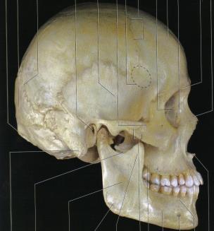 Kranie (hodeskalle) Består av mange knokler bundet sammen av fibrøse forbindelser ubevegelig.