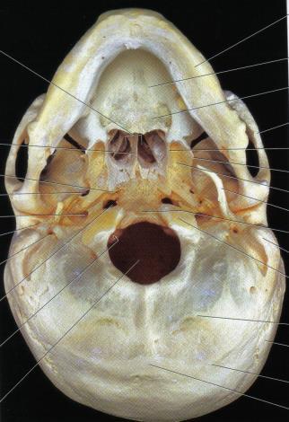 (over/mellom øyer, sidene av nese, kinn) Skalletak Skallebasis: ujevn med flere åpninger.