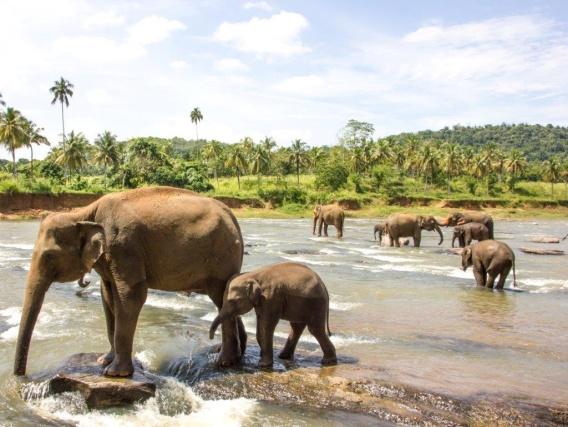Sri Lanka kan by på det meste; frodig natur, enormt dyreliv, milelange strender med krystallklart vatn, te-plantasjar, tempel og generelt mange kulturelle og historiske severdigheter som verkeleg er