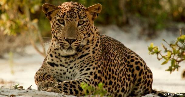 Dag 3, 9. november Denne dagen blir det tidleg frukost, før vi dreg på safari i Wilpattu National Park, som er både den største og den eldste nasjonalparken på Sri Lanka.