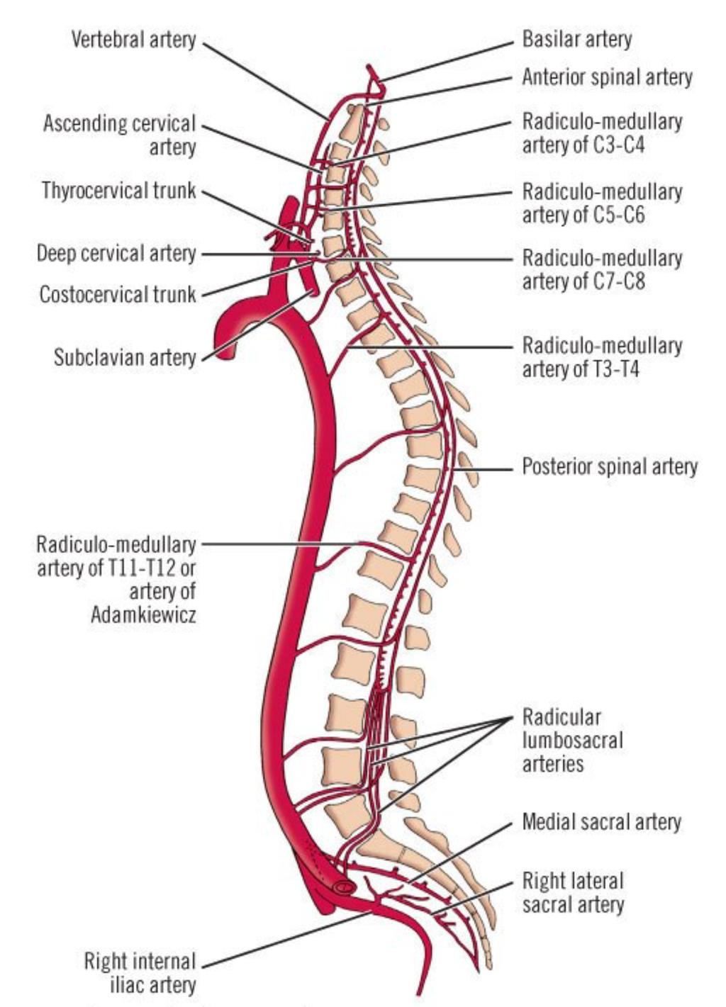 Note that the lateral corticospinal tract and the anterolateral system receive a dual blood supply;