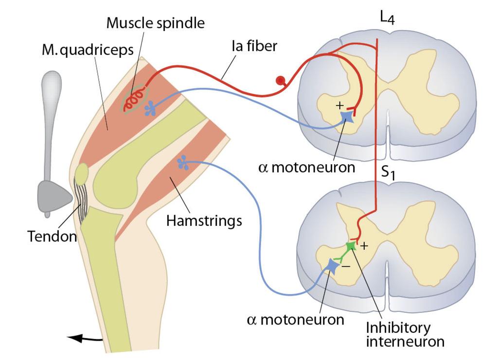 Resiprok inhibisjon Aktivering av av en muskel ved utløsning av en strekkerefleks fører til hemning