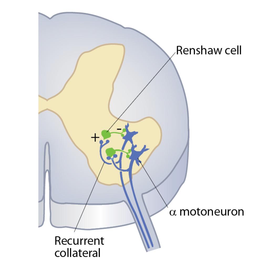 Rekurrent inhibisjon ( hemning av egen aktivitet ) a-motonevroner hemmer sin egen aktivietet ved å sende kollateraler til de inhibitoriske renshawcellene.