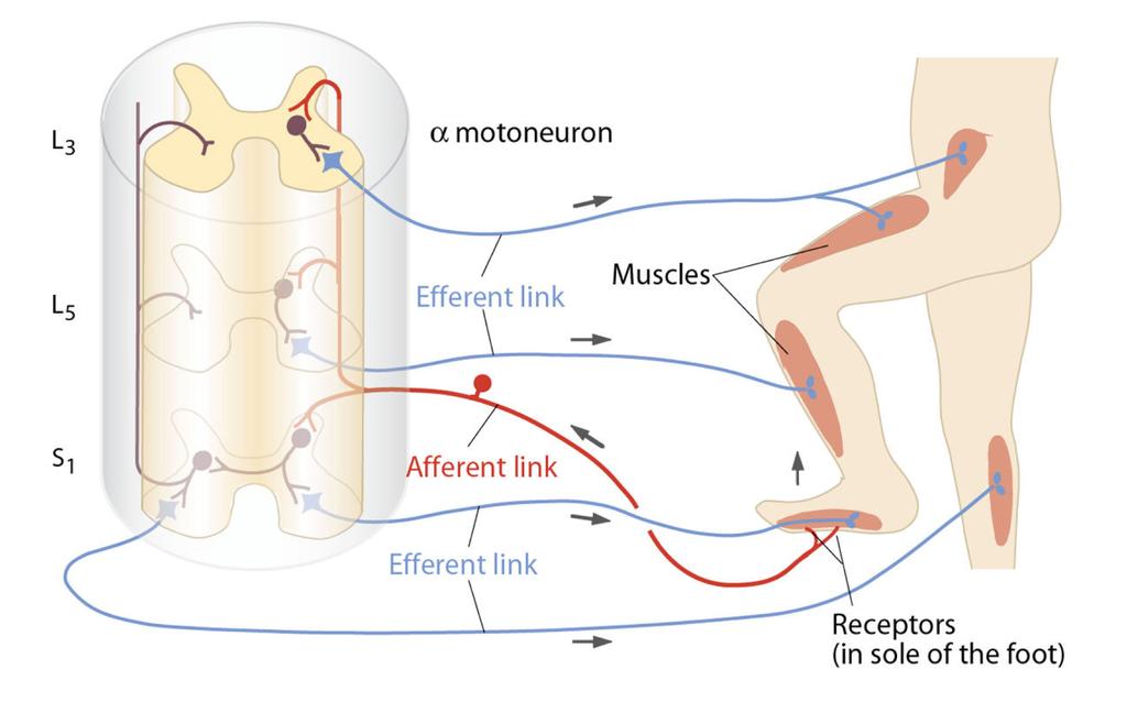 Fleksjonsrefleksen (tilbaketrekningsrefleksen) Flere synapser innskutt mellom det afferente og det efferente ledd.