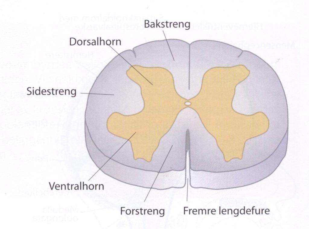 Tverrsnitt av ryggmargen i lumbaldelen Ryggmargen er oppdelt i grå- og hvit substans: - Hvit substans er inndelt i strenger