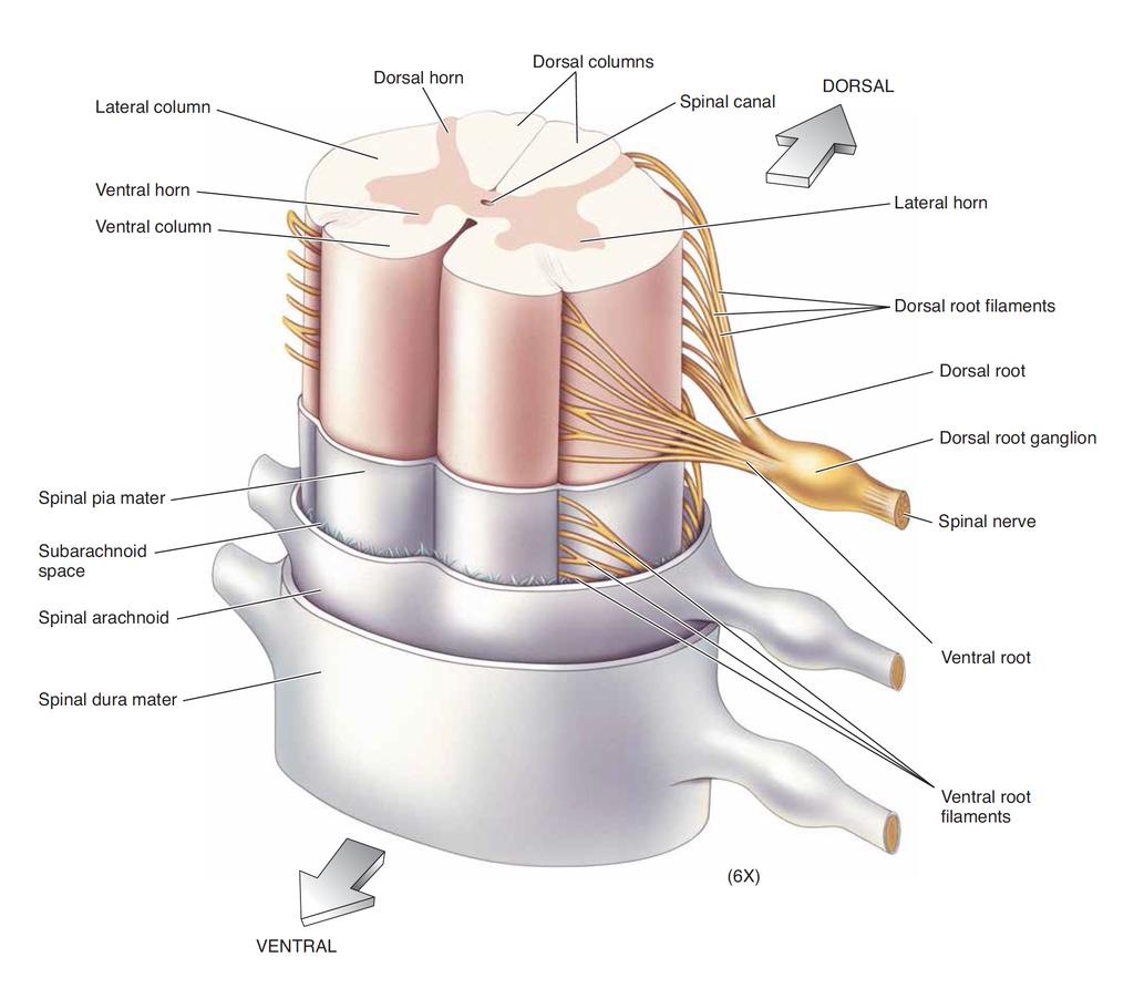 Bakhorn Ryggmarg, spinalnerver Bakstreng Sidestreng og hinner Forhorn Sidehorn Forstreng Tre