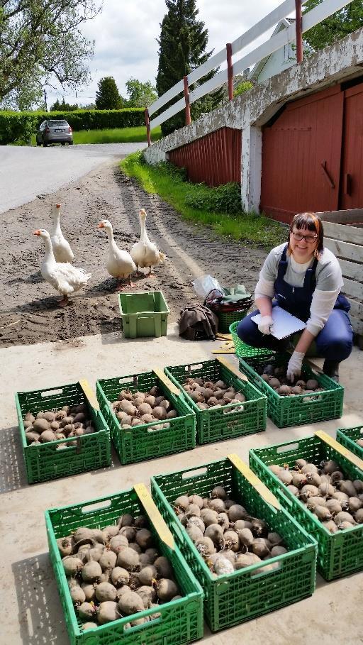 Kassene ga ved første øyekast et godt inntrykk. Det så ut til at det lille av gråskimmel som var på knollene lett kunne vaskes av.