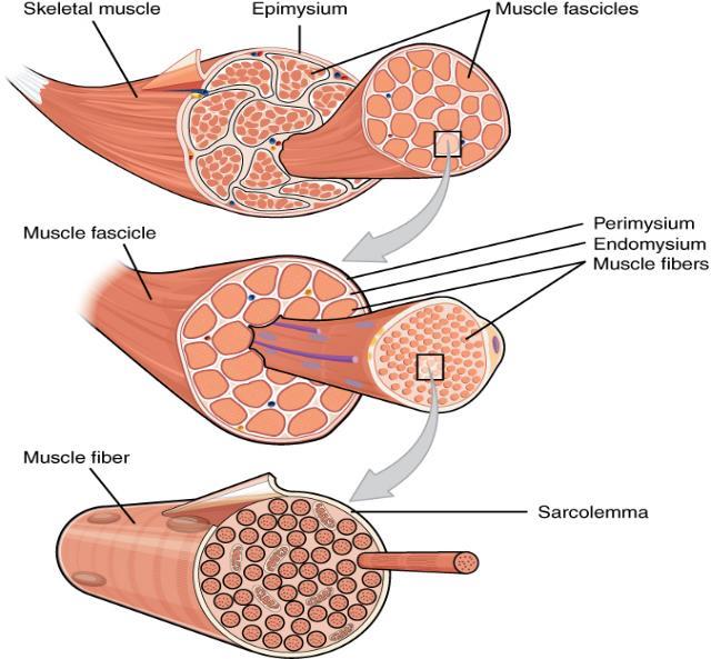 Figur 1: Organisering av muskel på makronivå. Skjelettmuskulatur består av muskelfibre og en liten andel bindevev.