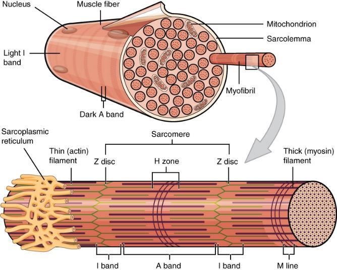 Figur 2: Organisering av muskelfiber på mikronivå. Hver muskelfiber er adskilt med bindevevshinnen endomysium.