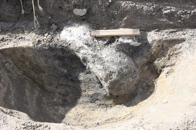 Snittet viste det seg en nedgraving på 42 cm med rette kanter og avrundet bunn.
