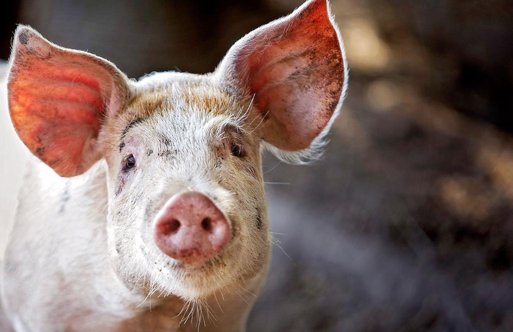 SKOGSGRIS: Når grisene beveger seg mye ute i skogen og spiser allsidig kost, gjør det noe med smaken og marmoreringen i kjøttet.