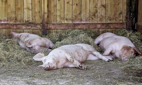 Kommer det inn skadede dyr fra en bonde som ikke gjør jobben sin, oppdages det på slaktehuset med en gang. Da får man trekk i pris, eller dyret blir kassert og bonden fulgt opp.