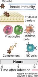 U N I V E R S I T E T E T I B E R G E N Immunsystemet: Generelt, og om allergi spesielt Silke