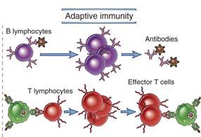 appel@ Immunsystemets utfordring Selv Trygg Tolerere Ignorere egne celler tarmbakterier Destruere