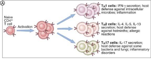 proteinantigener avhengig av MHC presentasjon B