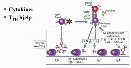 Klassebytte 34 Allergi 35 Hypersensitivitetsreaksjoner Uhensiktsmessig immunrespons Mot ufarlig antigen