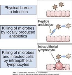 Medfødt (innat) immunsystem 4 Medfødt (innat) immunsystem - komponenter Barrierer Epithelia, defensiner, strøm (væske, luft, celler) Celler Neutrofile, makrofager, NK celler, dendrittiske