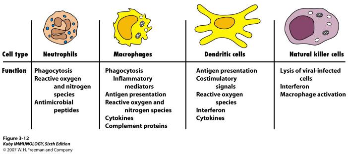 Komponenter Barrierer Epithelia, defensiner, strøm (væske, luft, celler) Celler Neutrofile, makrofager, NK celler, dendrittiske celler Sirkulerende effektor proteiner Komplement, Mannose-bindende