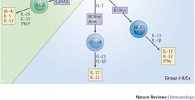 Anti-inflammatoriske 13 NK celler Virusinfiserte celler Maligne celler
