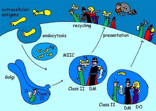 immunological reactions" 25 MHC class I