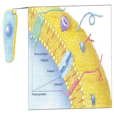 sammen. Membranproteiner Membranprotein har hydrofob del inni membran, og hydrofil del som vender mot utside/innside av membran.