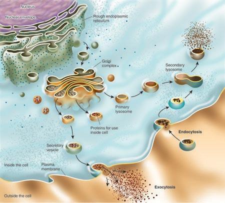 Membrantransport Endocytose og eksocytose Substansene fraktes gjennom cellemembranen i små membranblærer (vesikler).