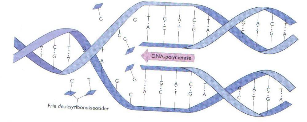 Transkripsjon (dannelse av mrna) Gen aktiveres inni cellekjernen DNA kjedene viker fra hverandre, blir kopiert RNA polymerase