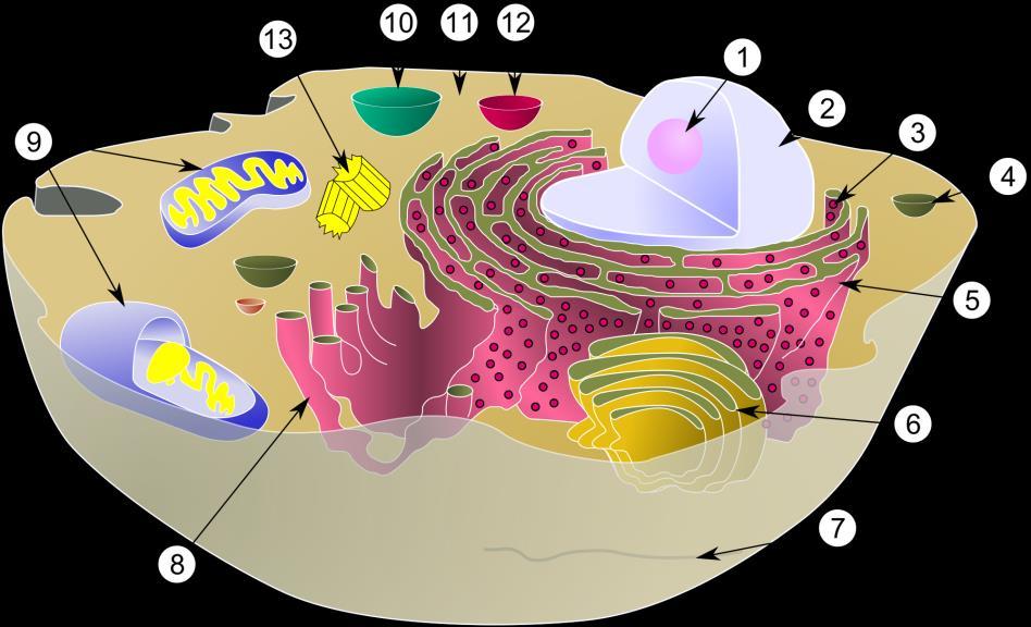 Cellemembranen: Omgir cellen, mellom cytoplasma og ECV. Cytosol: Væsken inne i cellen.