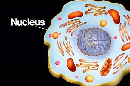 Cellekjernen (nukleus) Cellens kontrollsenter. Inneholder DNA (arvematerialet) og styrer cellens proteinsyntese.