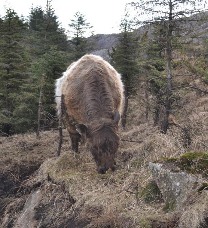 Krav til Far Far til avlsdyr bør ha sikre tall for fødselsforløp og moregenskaper, enten gjennom høy sikkerhet på norske avlsverdier eller gjennom dokumentasjon fra oksens opprinnelsesland.