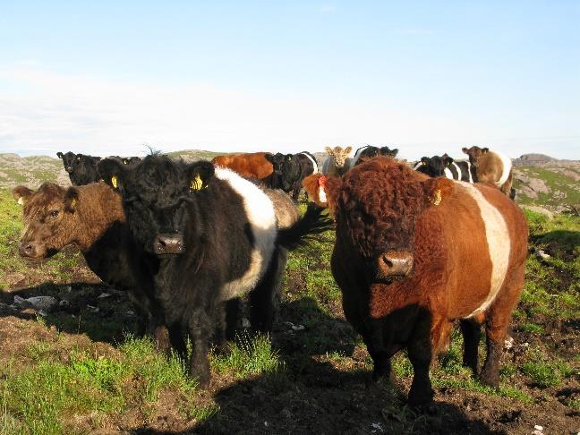 Rasestander for Galloway Belted Galloway Farge på Belted Galloway skal være svart, rød eller dun(gråbrun) med hvitt belte, for å opprettholde rase standarden Belte