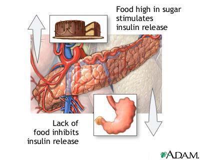 Insulin stimulerer cellene i kroppen til å ta opp glukose og bygge opp lagre av næring.