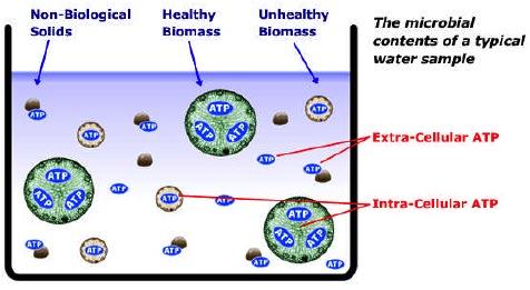 vekstpotensial (BDOC), ATP