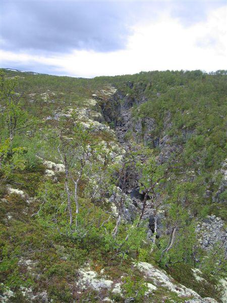 lungenever i frodig høgstaudeskog.