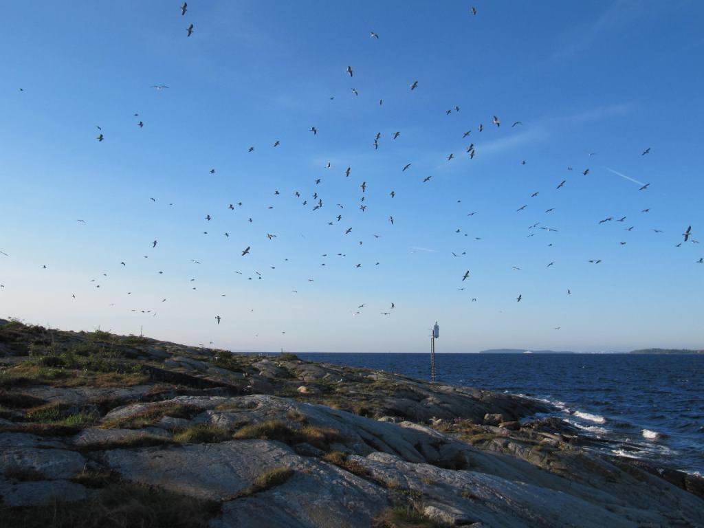 Sjøfuglregistreringer langs kysten av Buskerud 211 Norsk Ornitologisk Forening Avdeling Buskerud Fra