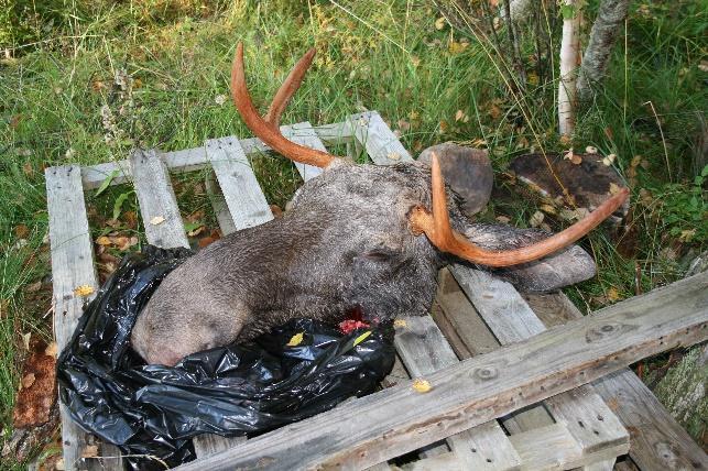 Uteskole om naturens kretsløp ved Kattjønna Den 29. september var det planlagt uteskole om naturens kretsløp for 4. og 5. trinn ved Gåsbakken skole.