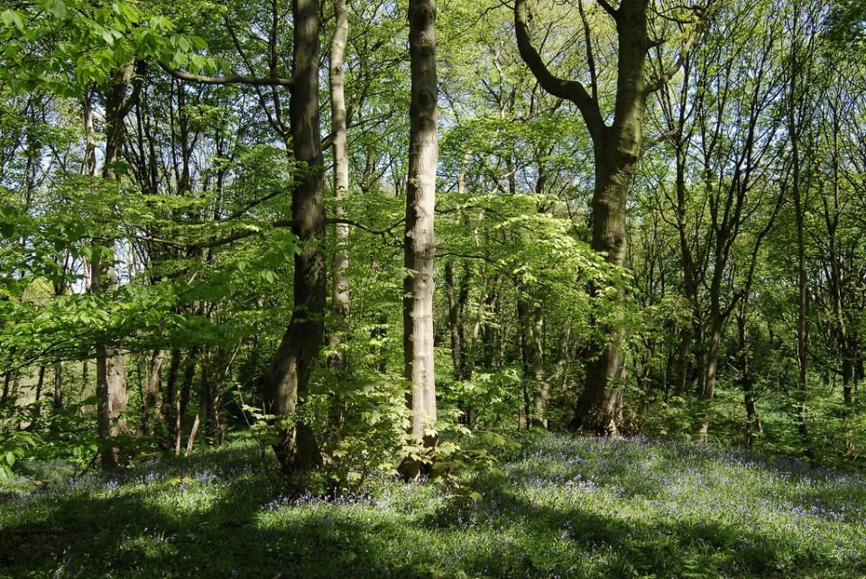 ARBORET/ SKOGBUNN Megler mellom den åpne parken, inngangssoner og Nordskogen Samplantinger: På tvers av familier Med estetisk utgangspunkt «skogfølelse» Basert på