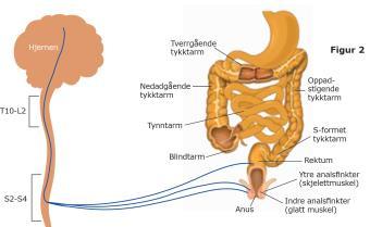 pelvicus Elektrostimulering påvirker langsomme og raske muskelfibre direkte ved bevisstgjøring av muskulatur, og hjelp til aktive kontraksjoner EMG BIOFEEDBACK: EMG