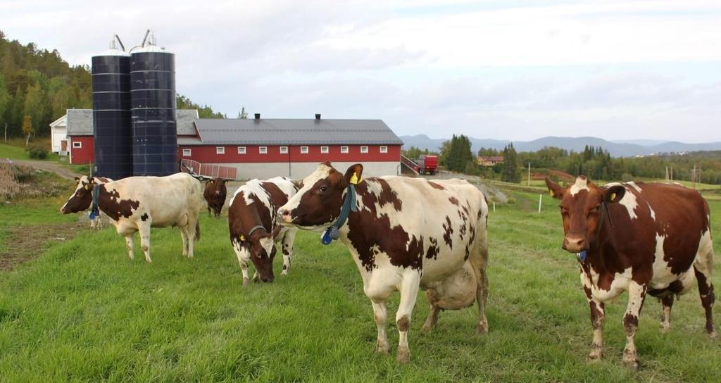 Viktigheten av ulike kunnskapskilder, Finnmark (n=86) Andre bønder i nærheten av der du bor 24 3 37 5 4 Internett 23 45 27 22 Fagtidsskrifter/-aviser 16 42 38 41 Rådgivere knyttet til