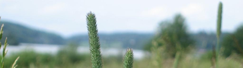 Løysingane (gårsdagen?