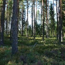 Et direkte produkt av skogbruket er de mange skogsbilveiene som har blitt bygget.