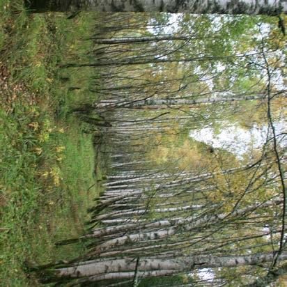 3. SØR FOR EIDSBRUA, VÅLER MOT ORMSETENGA På sletta rett nord for Ormsetenga kan man ved inngangen til skogen finne spor av en gammel vei.